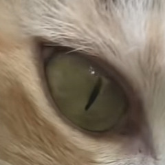 Cat_luvss172