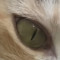 Cat_luvss172