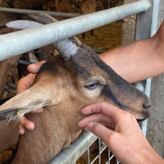 le goat