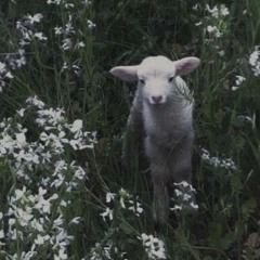 littlelamb 🐑✨