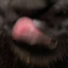 Kitty