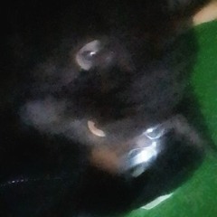 Bobert