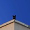 GatosNeros