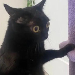kuromi<33