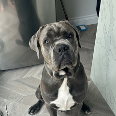 chapo corso