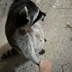 ogggi