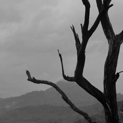 B🐾e🌿d🌵l🌈a🤜m