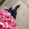 zayfrm916