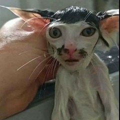 bobo