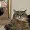El Gato