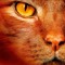 Dj Kat#