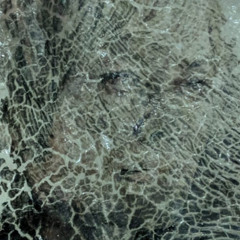 Szasquatch