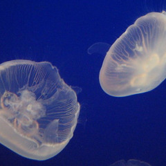 潛水
