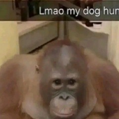 lilcartibear