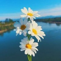 رفيدة وائل