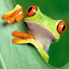 FIREY TREE FROG