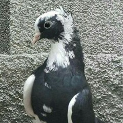 pigeon te pointant du doigt
