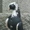 pigeon te pointant du doigt