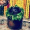 Ashish Tanwar