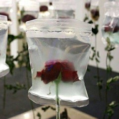 вечный голод