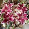 I LIVE LILIES.I SMELL LILIES.I LOVE LILIES