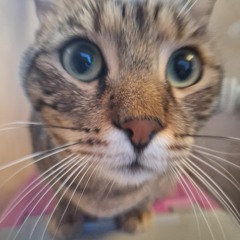 vandal cat