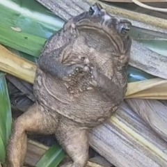 the_abominablesnowman