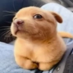Jijo.Net