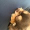 りり花