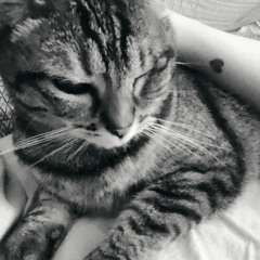 Sily