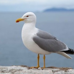 The Illegal Seagull