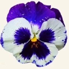 PANSY