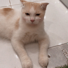 Hiếu mèo