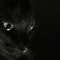 Black Kitty