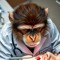 DrMonkeyDDS