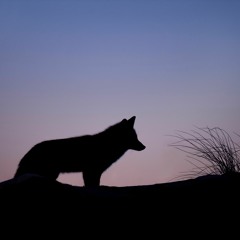 KIRA THE WOLF - VIRGO(ZODIAC Ultimate Beat Contest)