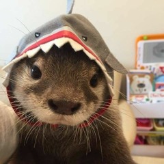 otter.