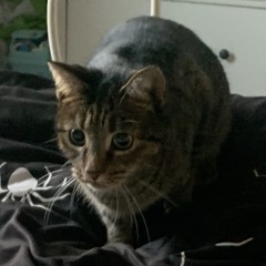 TigerClan