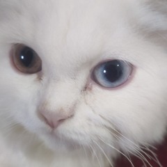 zain