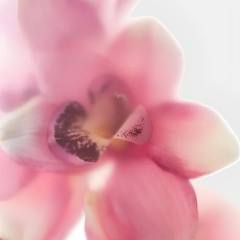 …Ludivine…