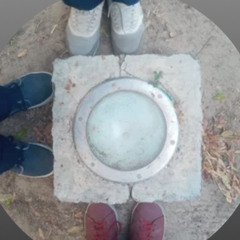 king of the carrot flowers