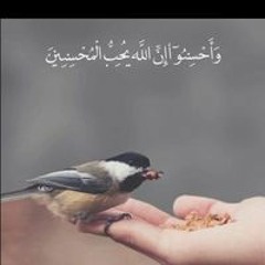 Walaa S Khalifa