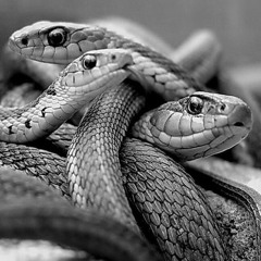 Three snakes
