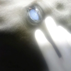 pony