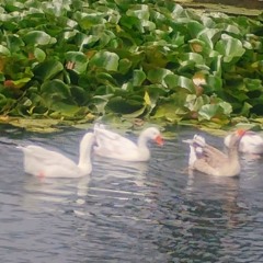 ✶ 1vicedg Archived ✶