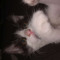 melody