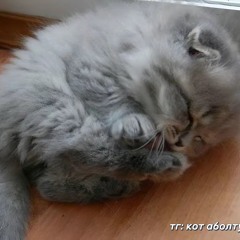 Maksim
