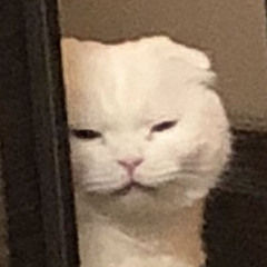 MYCHADJANE