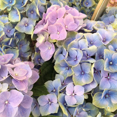 Елена Серых