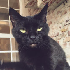 Bobbe Blacky